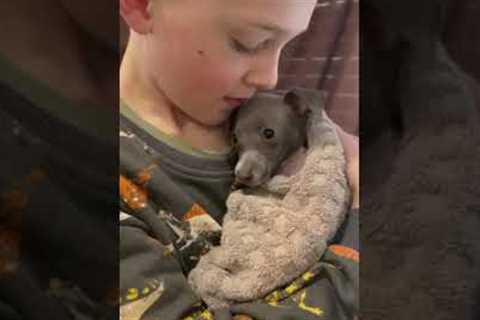 Boy reassures shaking puppy after its bath