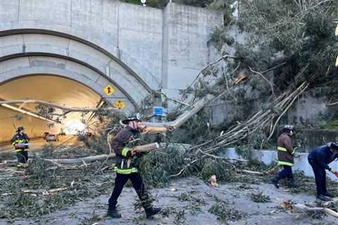 Fallen tree on SF Bay Bridge leaves traffic at standstill