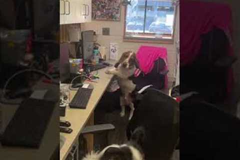 Dogs take over vet clinic reception