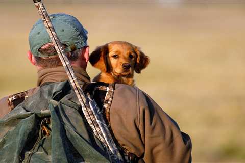 The Best Hunting Dog Names