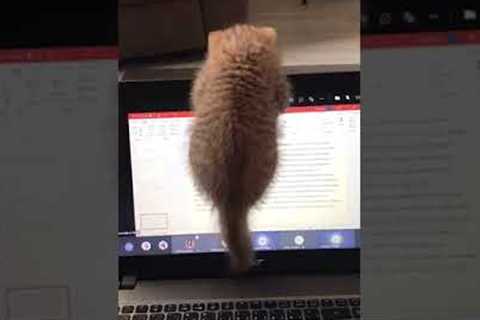 Kitten climbs laptop screen and breaks it