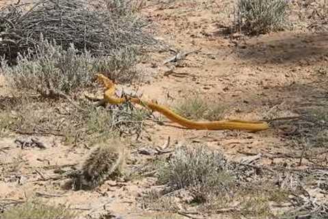 Fearless squirrel fends off highly venomous cobra in South Africa