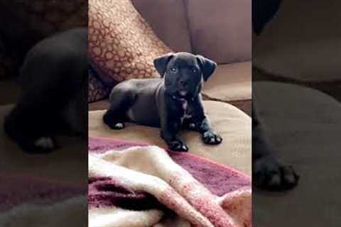 Puppy says Sup! Adorable Nod Captured on Video!