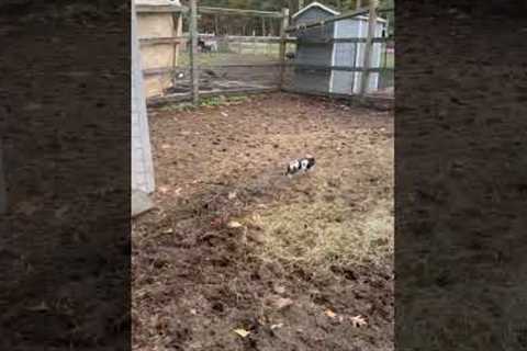 Tiny piglet make hilarious jump attempt