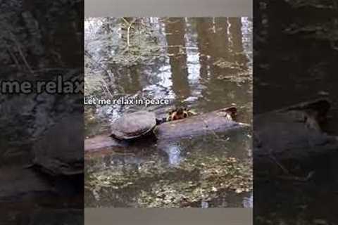 Two turtles battle it out for this log