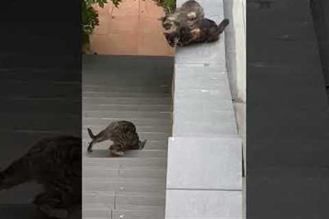 Adult cats help stranded kitten