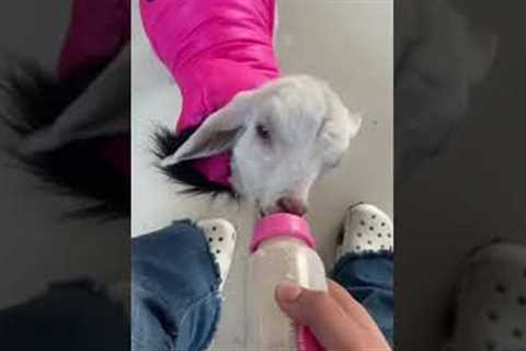 Girl buys adorable pet goat a fabulous new jacket