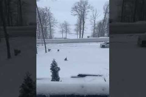 Clumsy dog hilariously slips and slides down icy front yard