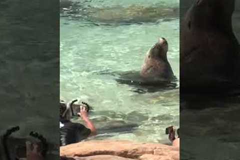 Sea lion calmy poses for photos