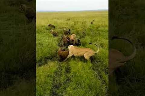 Lioness gets ambushed by pack of Hyenas