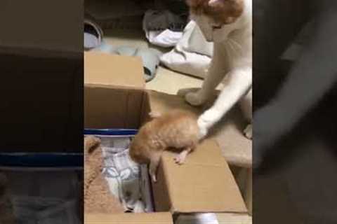 Impatient cat mom has had enough