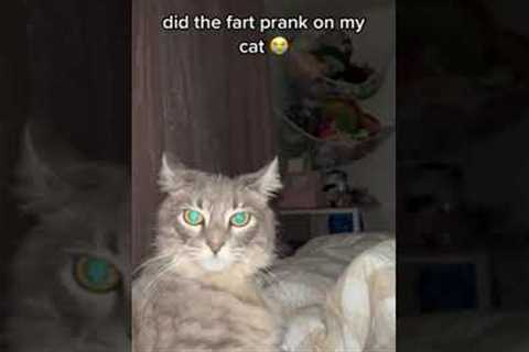 Girl pranks her pet cat with long fart audio