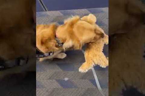 Service dog takes favorite stuffed animal onboard flight