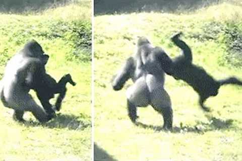 This Wildlife Experts Just Revealed That Chimpanzee's & Gorillas Are Going To War For The First ..