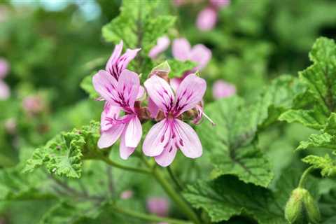 The Benefits of Rose Geranium Oil