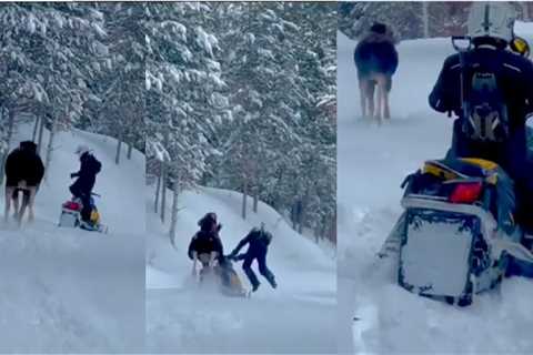 Watch: Idaho Moose Charges Snowmobiler and Trips Over His Sled