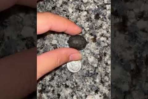 Woman finds tiny turtle the size of a dime on her porch