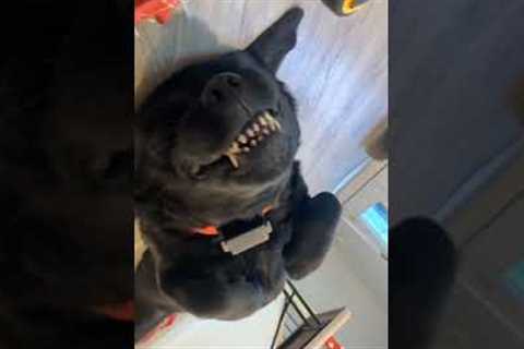 Dog pull hilarious face while laying down