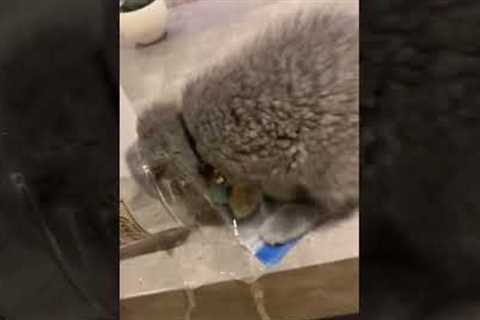 Clumsy cat sticks head into cup and spills water everywhere!