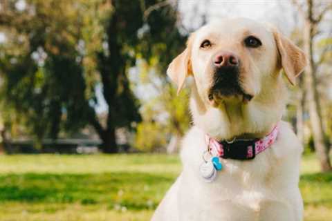 Brazil Lady Buries Neighbour’s Canine Alive After It Would not Cease Barking: Report