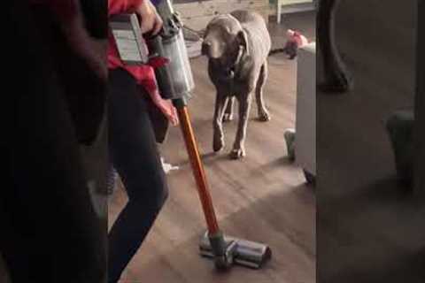 Dog mocks owner with broken leg