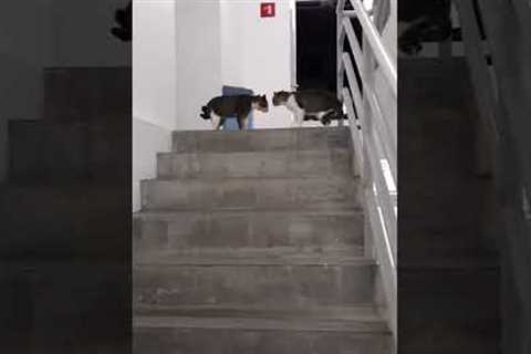 Woman runs into two cats having the ultimate stand off