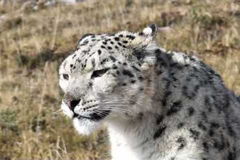 Stunning close-up footage of rare wild snow leopard