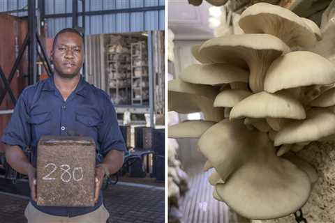 Struggle Again with Fungi: How Mushrooms Can Assist Clear up the International Housing Disaster