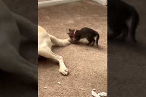 Courageous kitten sneak-attacks Labrador dog