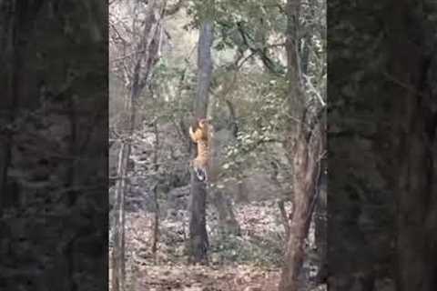 Leopard escapes a charging tiger 😱