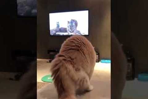 Cat scared by tiger on TV