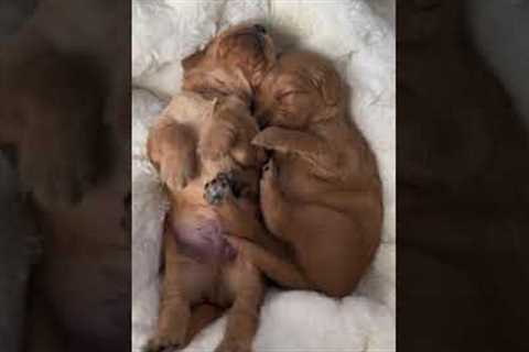 Adorable big stretch from a tiny puppy