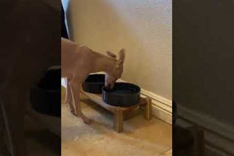 Dog drinks water in the funniest way