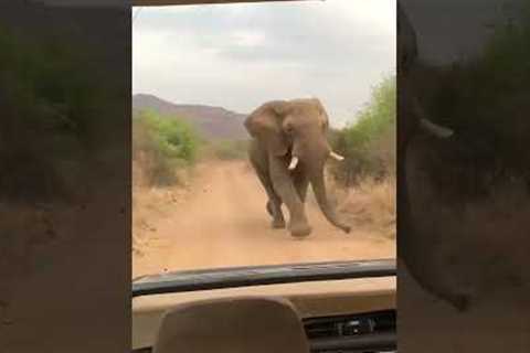 Angry bull elephant chases safari jeep