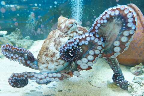 Scientists have now recorded brain waves from freely moving octopuses