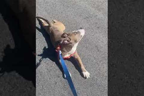 Hilariously naughty dog refuses to walk