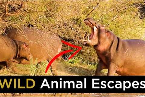 TOP 10 Wild Animal Battles - Animals ESCAPE With Their Lives!