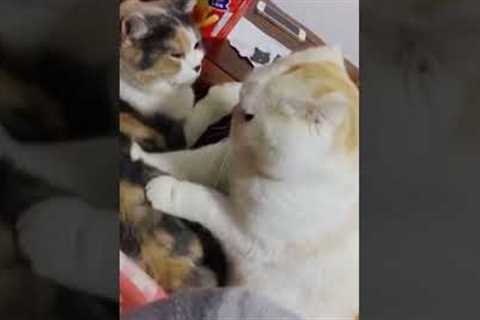 Cat massages friend but gets slapped