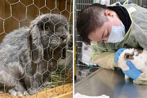 Over 240 rabbits confiscated from Washington residence go up for adoption following animal cruelty..