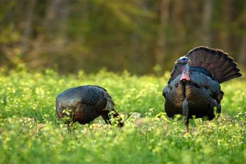 What Do Wild Turkeys Eat?