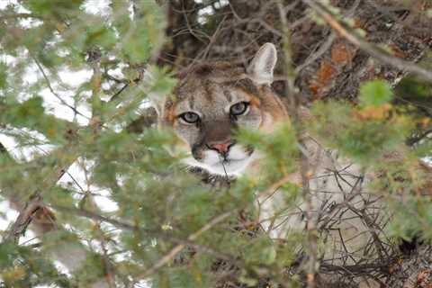 Mountain Lion Sneaks Up on Couple in Hot Tub, Swats Man’s Head