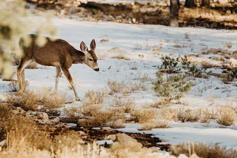 Wild Game Power Rankings: What Species Have the Best Shot at Surviving Climate Change?