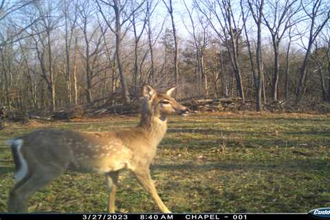 Trail Cam Captures a Whitetail Fawn Born in November?