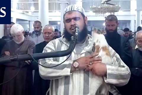 A cat threw itself into the lap of a praying sheikh in the middle of a Ramadan ritual – •