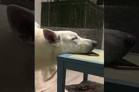 Dog struggles to find a cozy position for a nap