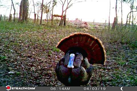 How to Use Trail Cameras for Turkey Hunting