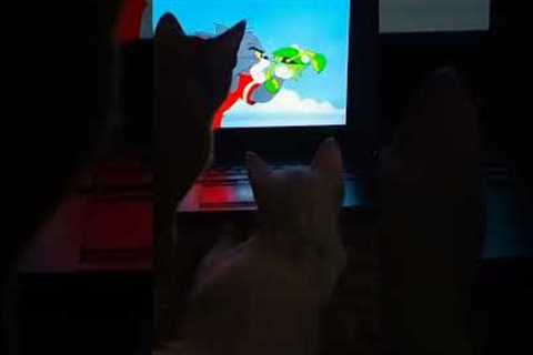 Cats fixated on Tom & Jerry episode