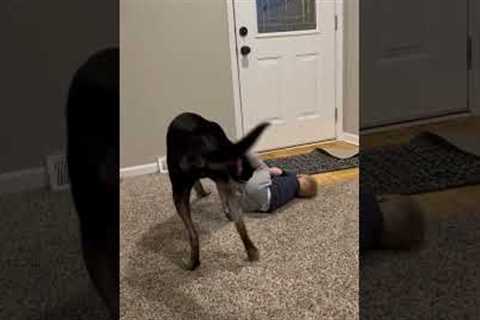 Stella the dog loves tickling toddler bestie