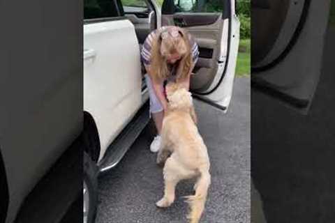 Excited doggo greets owner's BFF