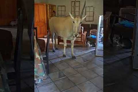 Woman calmly shoos large antelope from her kitchen